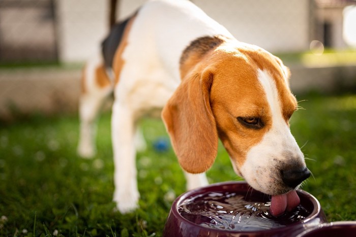 水飲み中の犬