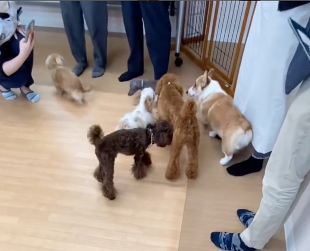 一緒に遊ぶ犬たち