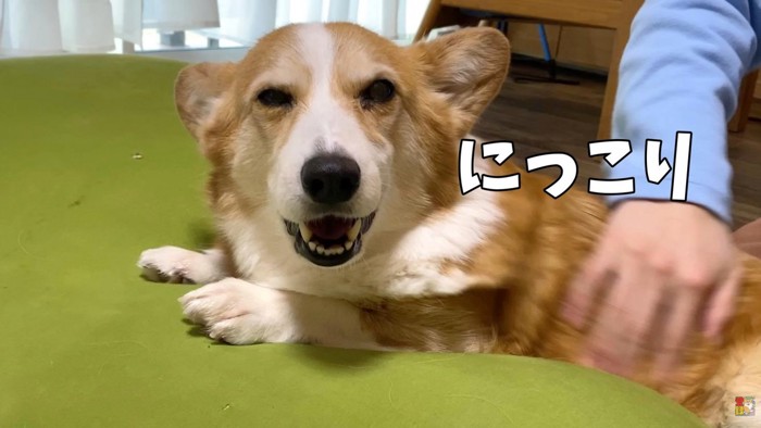 撫でられてニッコリ♡