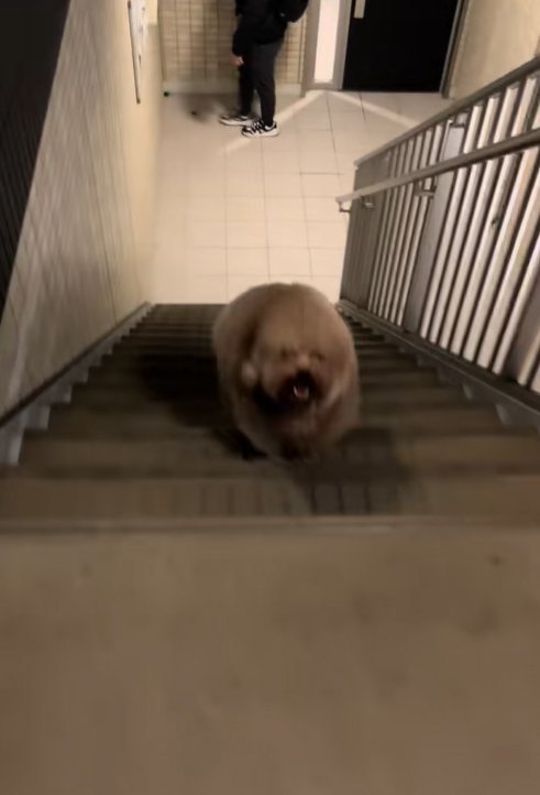 階段を上ってくる小型犬