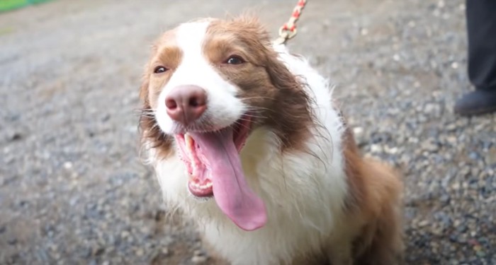 泥がついた犬