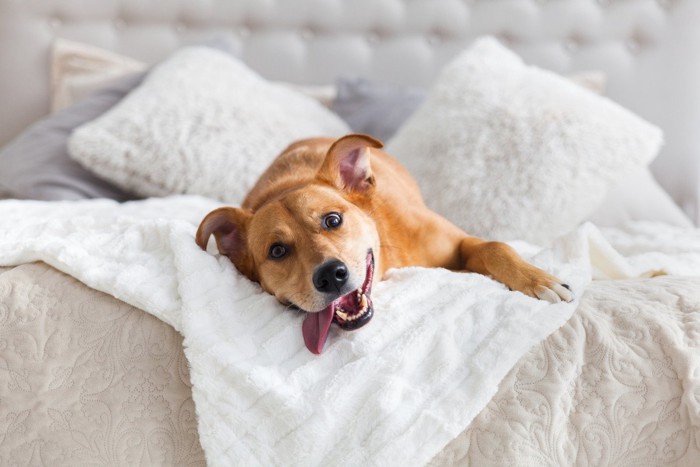 ベッドの上で楽しそうな犬
