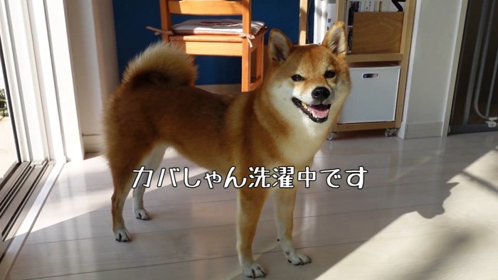 「今お洗濯してるの」と伝えると…