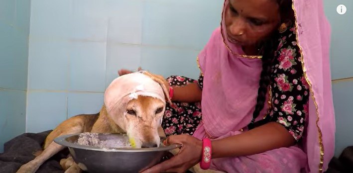 流動食をたべる犬