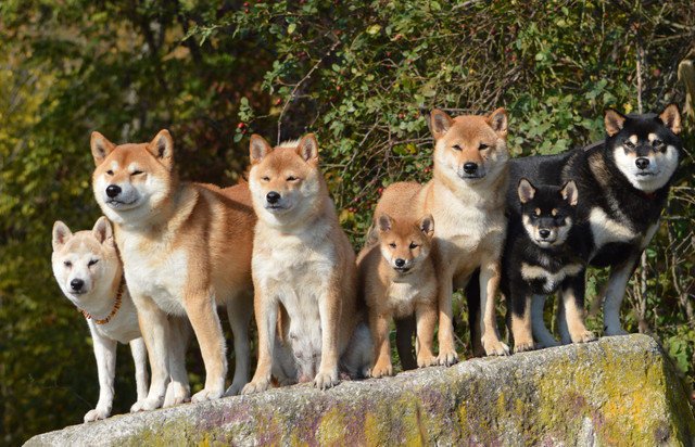 たくさんの柴犬