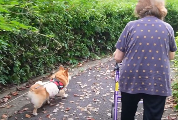 散歩する犬と高齢の女性