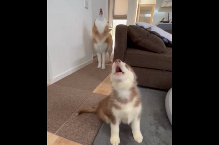ハスキー