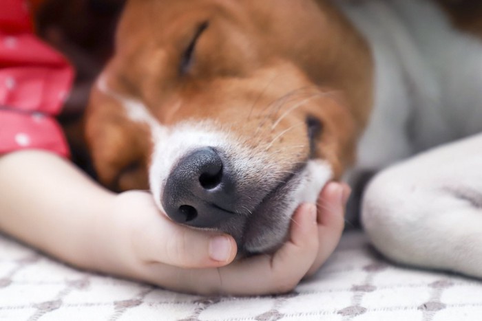 飼い主の手にアゴを乗せて眠る犬