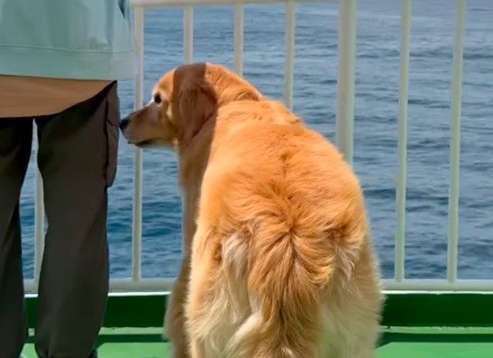 海を見渡す犬