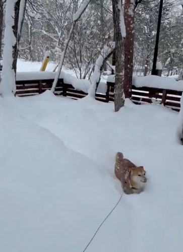 雪の中に埋もれる柴犬