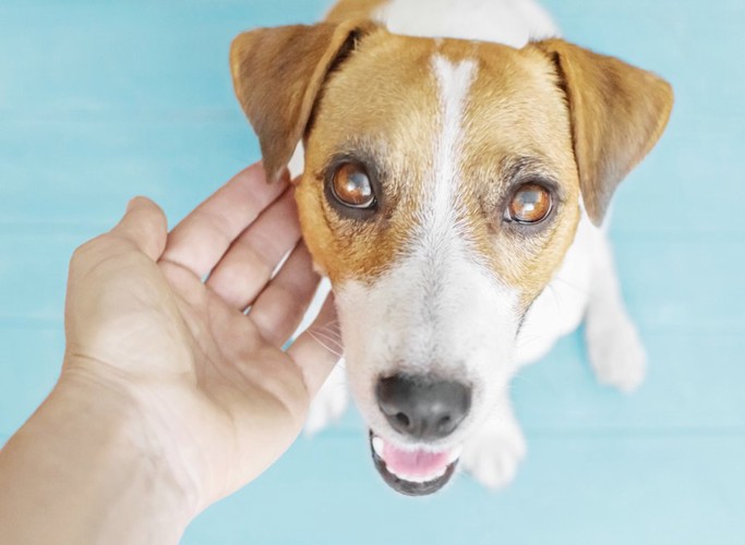 褒める飼い主を見つめる犬