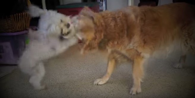 先住犬にとびつくワトソン