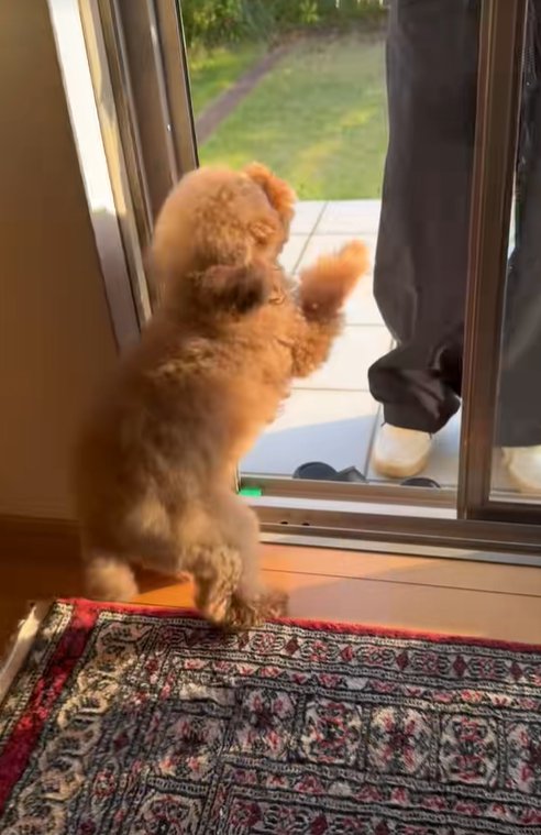 客を待ち受ける小型犬