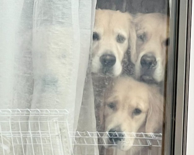 ケルベロス
