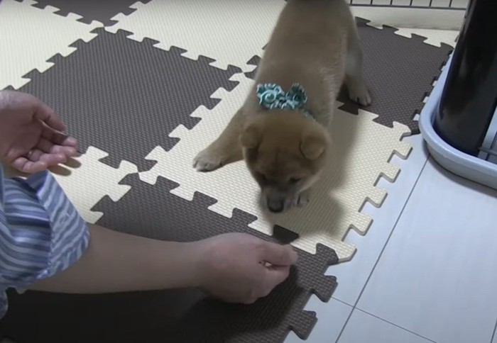 タイルマットの上で人にじゃれる犬