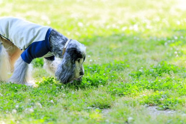 散歩中の犬