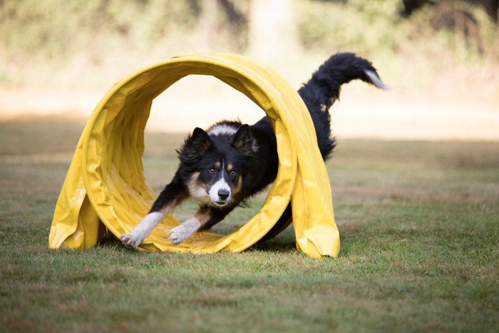 アジリティをする犬