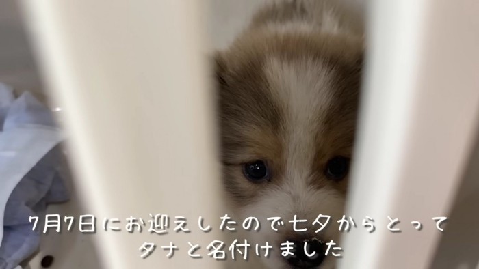 保護当時のタナちゃん