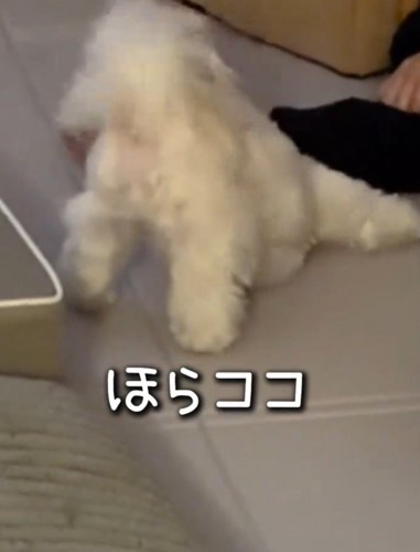 横になっている飼い主の手に自分の頭を当てる犬