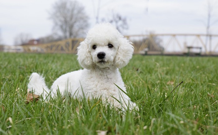 プードルの子犬