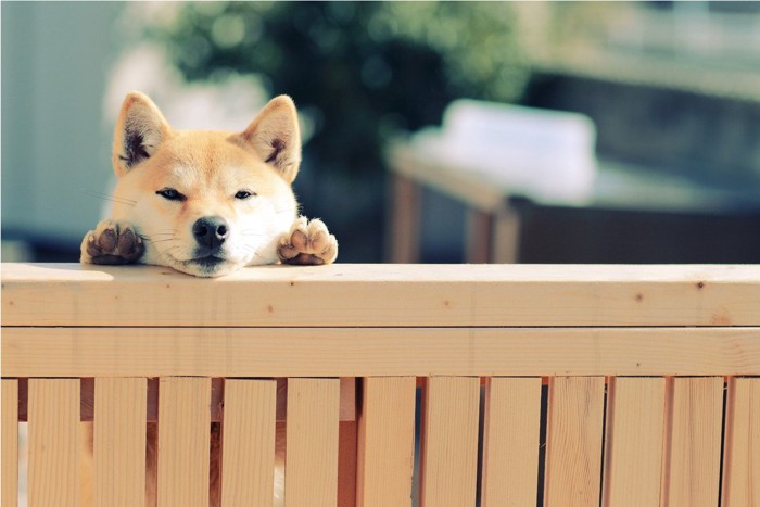 柵の中にいる柴犬