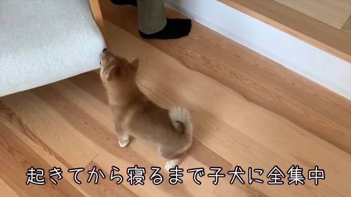 お部屋の探検中のひなたちゃん