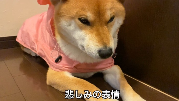 雨が止むまで玄関で待機