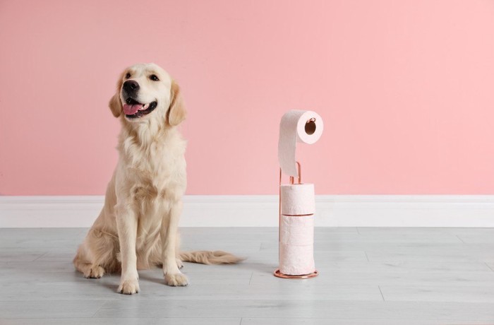 お座りする犬の横にトイレットペーパー