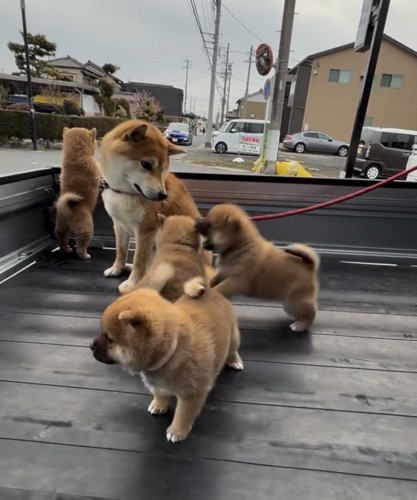 子犬たちを見守る犬