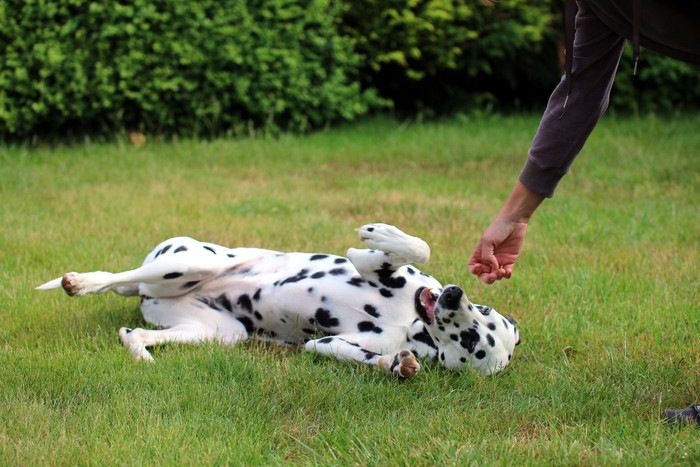 犬がバーンで転んでいる