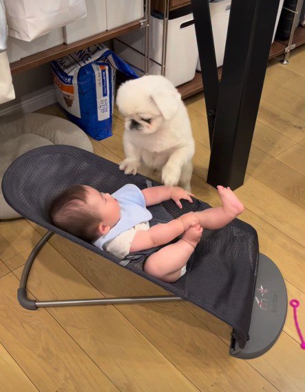 じっと見つめるてくちゃん