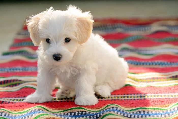 佇むマルチーズの子犬