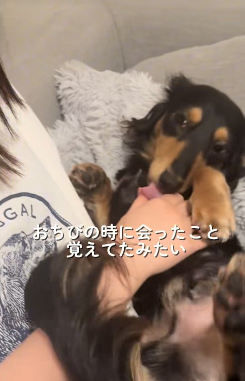 撫でてくれる飼い主の友人の手を舐める小型犬