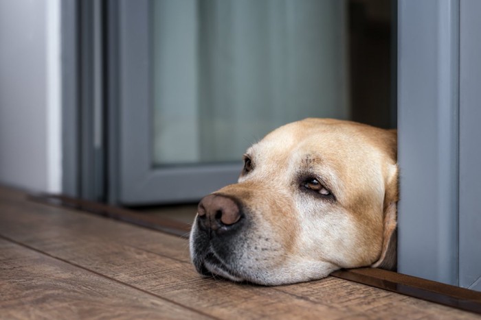 ドアから顔を出す寂しそうな犬