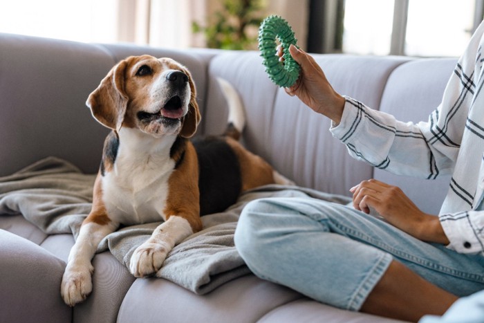 飼い主さんが持つオモチャを見つめる犬