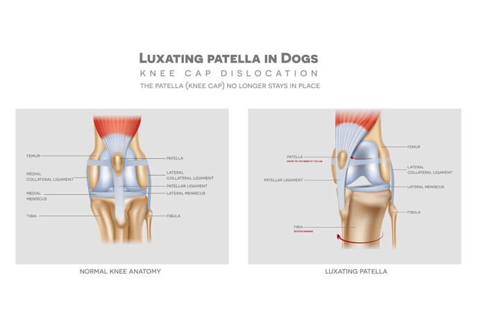 犬の膝蓋骨脱臼説明図
