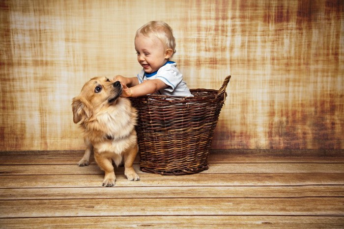 かごに入った赤ちゃんに触られる犬