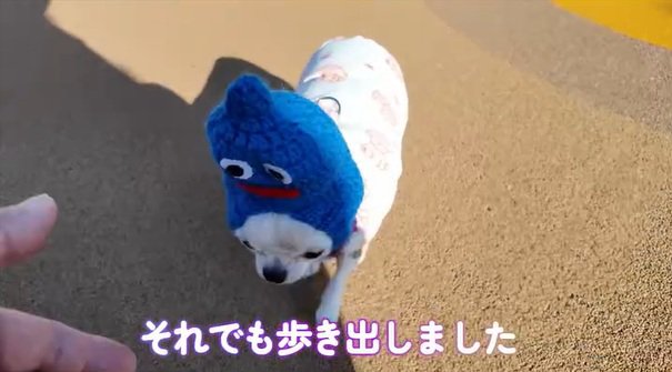 パパの元へ来るルミちゃん