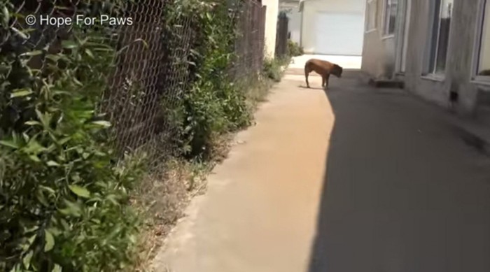 路地をさまよう犬