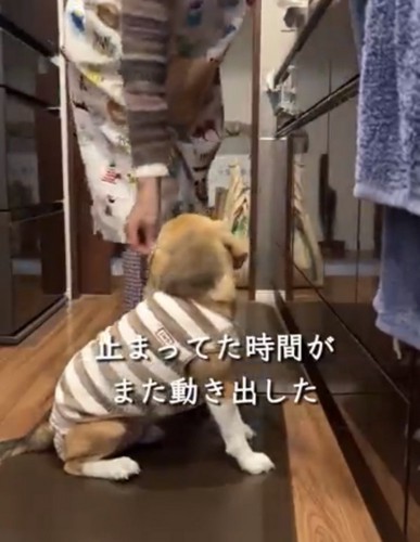 座って見上げる犬