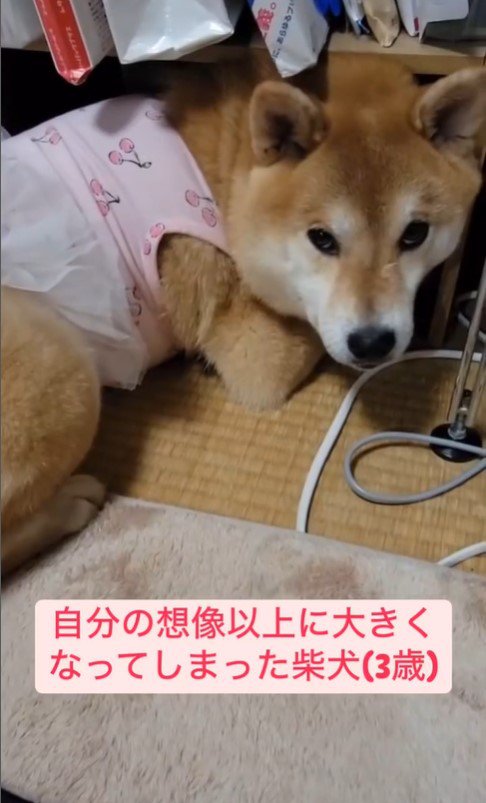 棚に入りたいころんちゃん