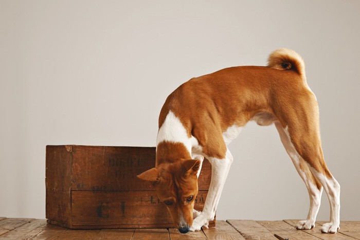 床の匂いを嗅ぐ犬