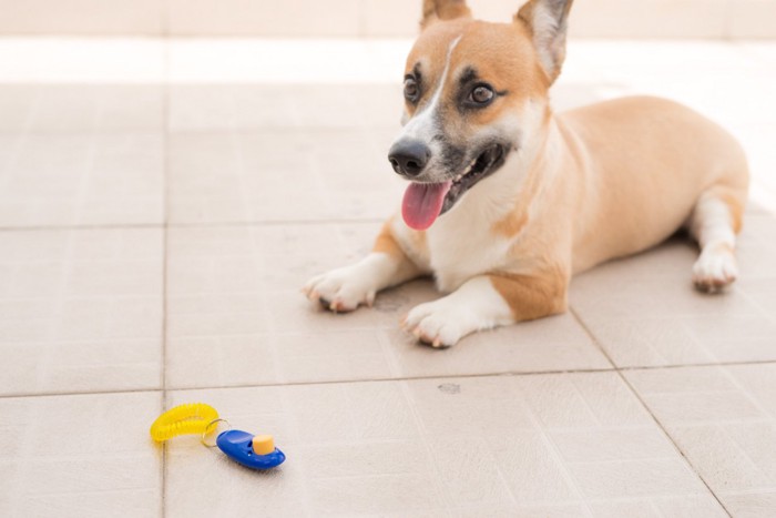 クリッカーとコーギーの子犬