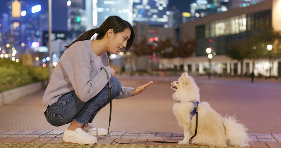 散歩中トレーニングする犬と女性