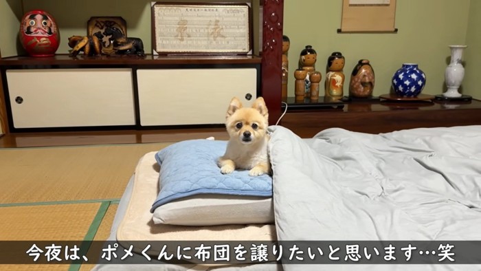 枕に乗る犬