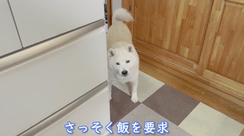 飼い主を見上げる犬