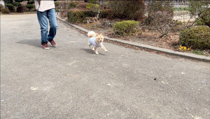 庭を散歩する犬と男性