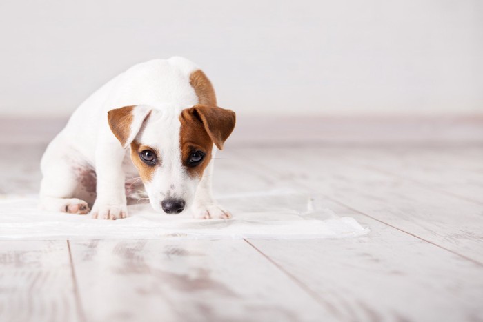 トイレシーツの匂いを嗅ぐ犬