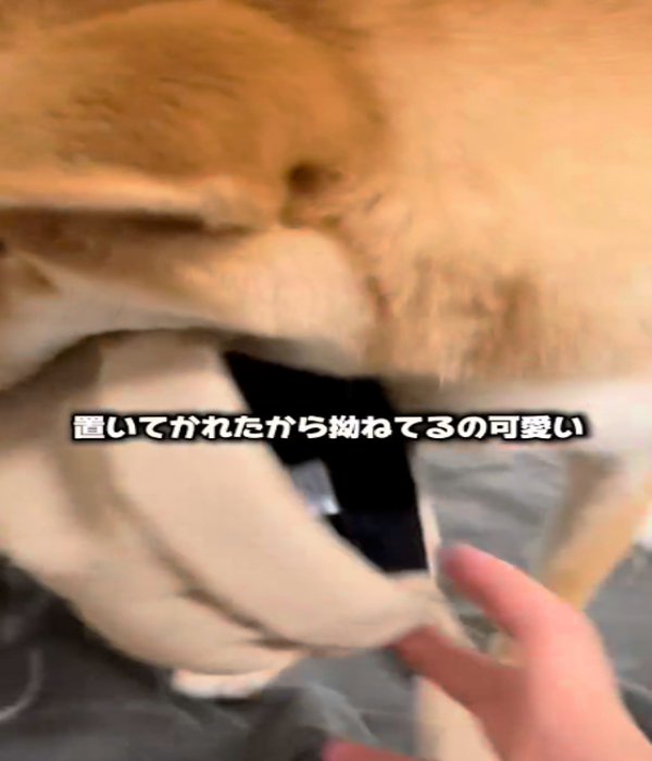 帽子をくわえる犬1