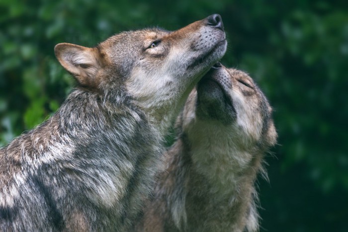 2頭のオオカミ